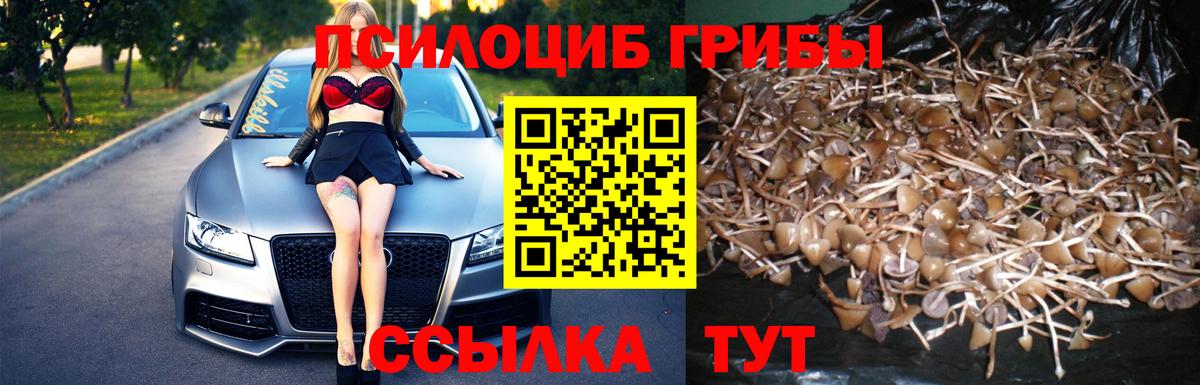 Псилоцибиновые грибы Cubensis Выборг